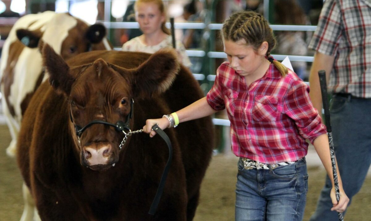 Youth livestock expo provides Dodge Co. youth with socially-distanced way to show projects