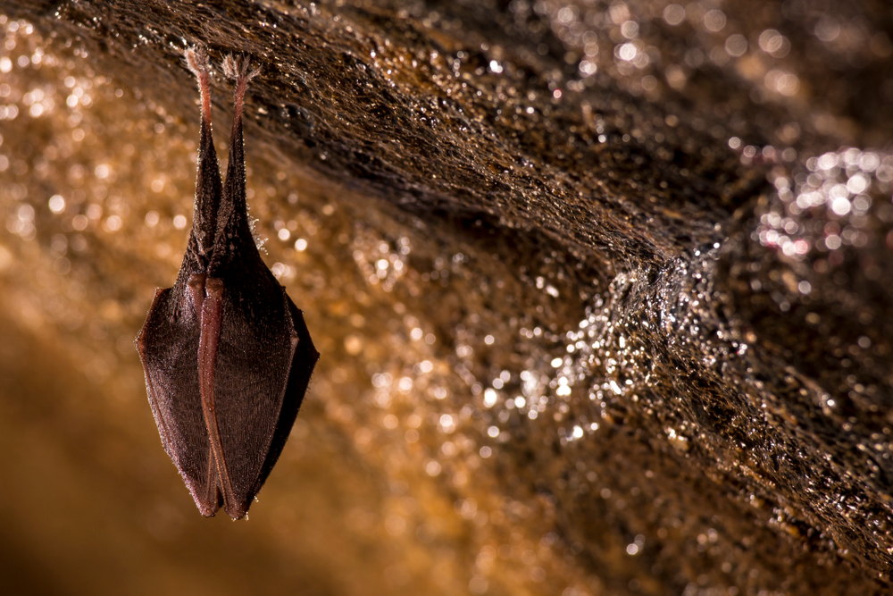 Mississippi Valley Conservancy creates online tours for Kickapoo Caverns