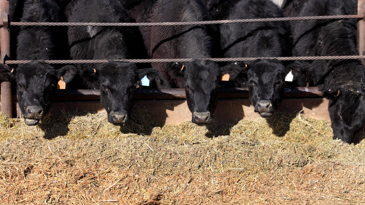 Market Cow Demand Remains Strong