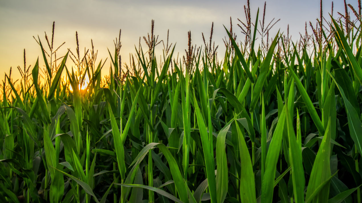 Wisconsin’s Crops Keep Growing Like Crazy