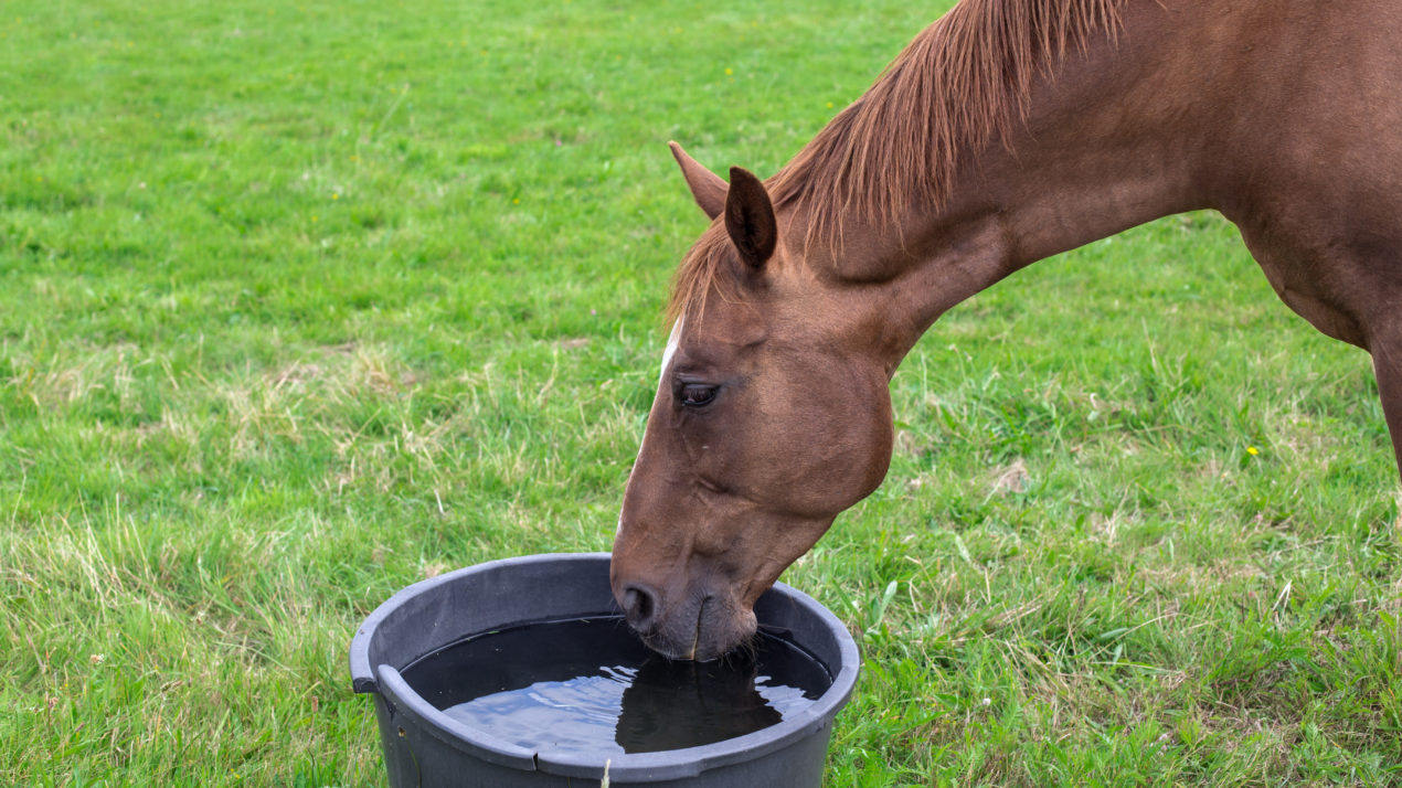 Keep Your Animals Cool and Avoid Heat Stress as Temps Climb