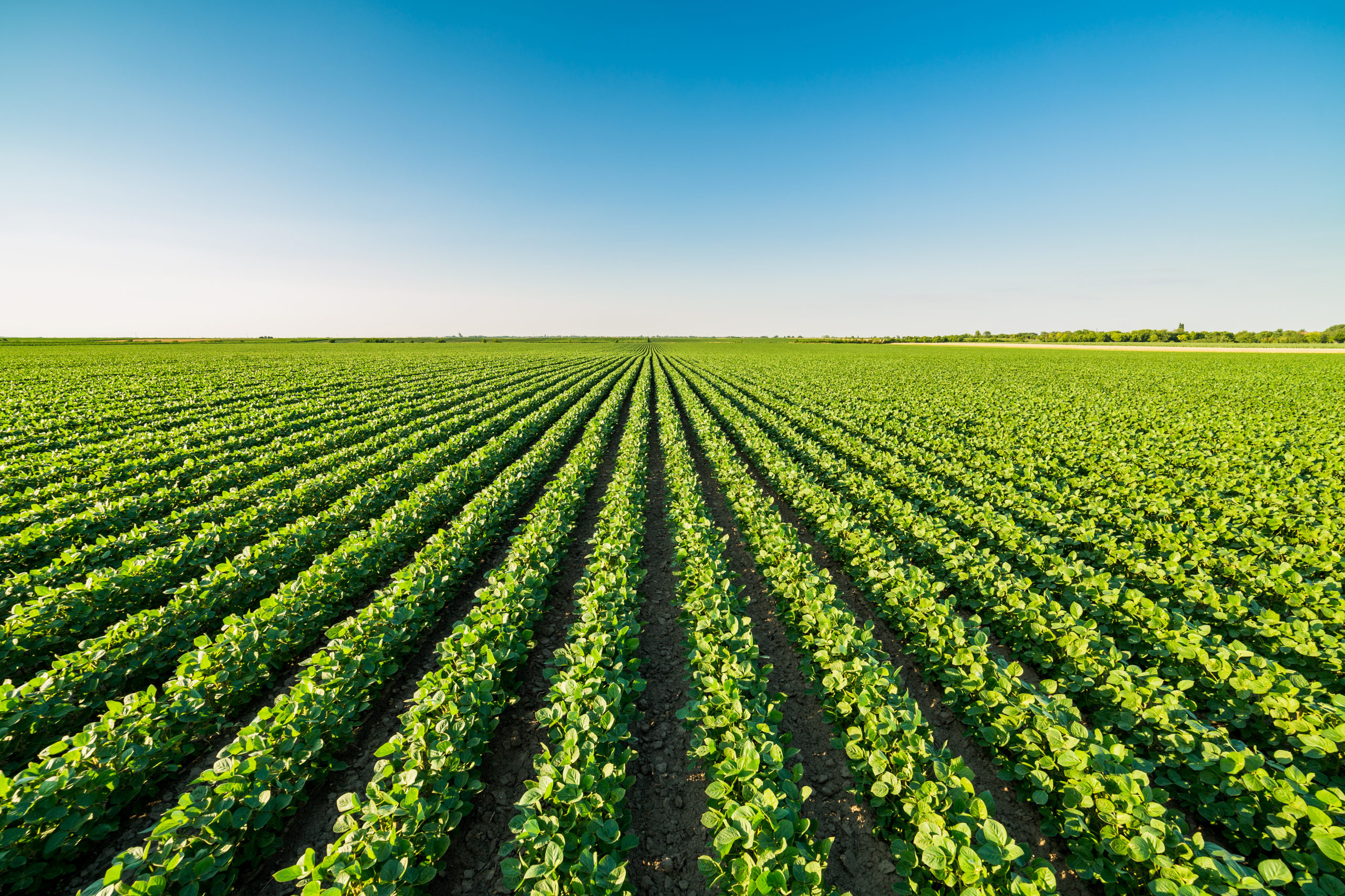 Rent for Farmland Rises MidWest Farm Report