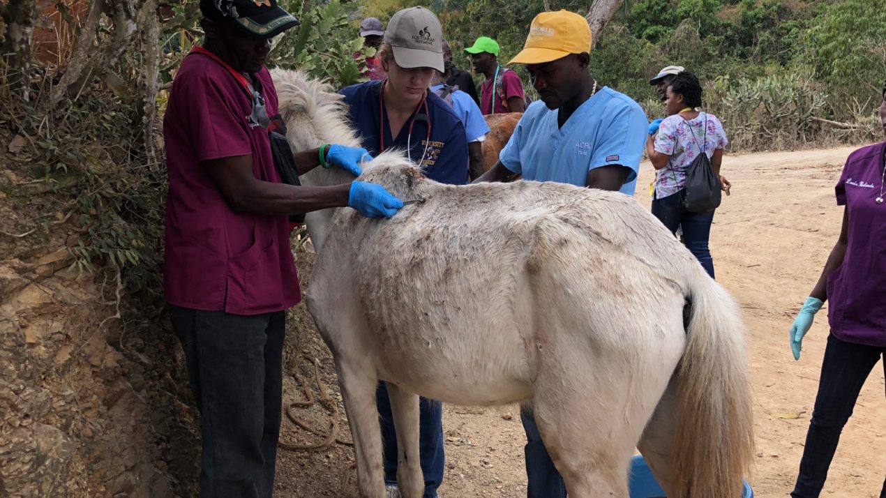 Helping Working Horses Internationally