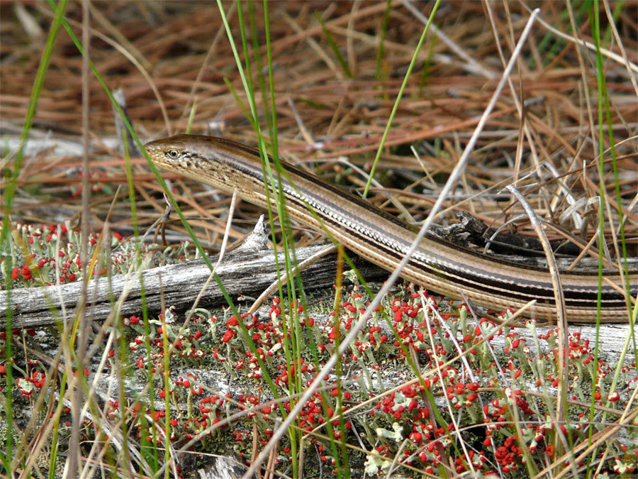 Reptiles And Amphibians Alert