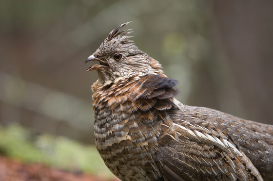 West Nile Virus Found In Ruffed Grouse