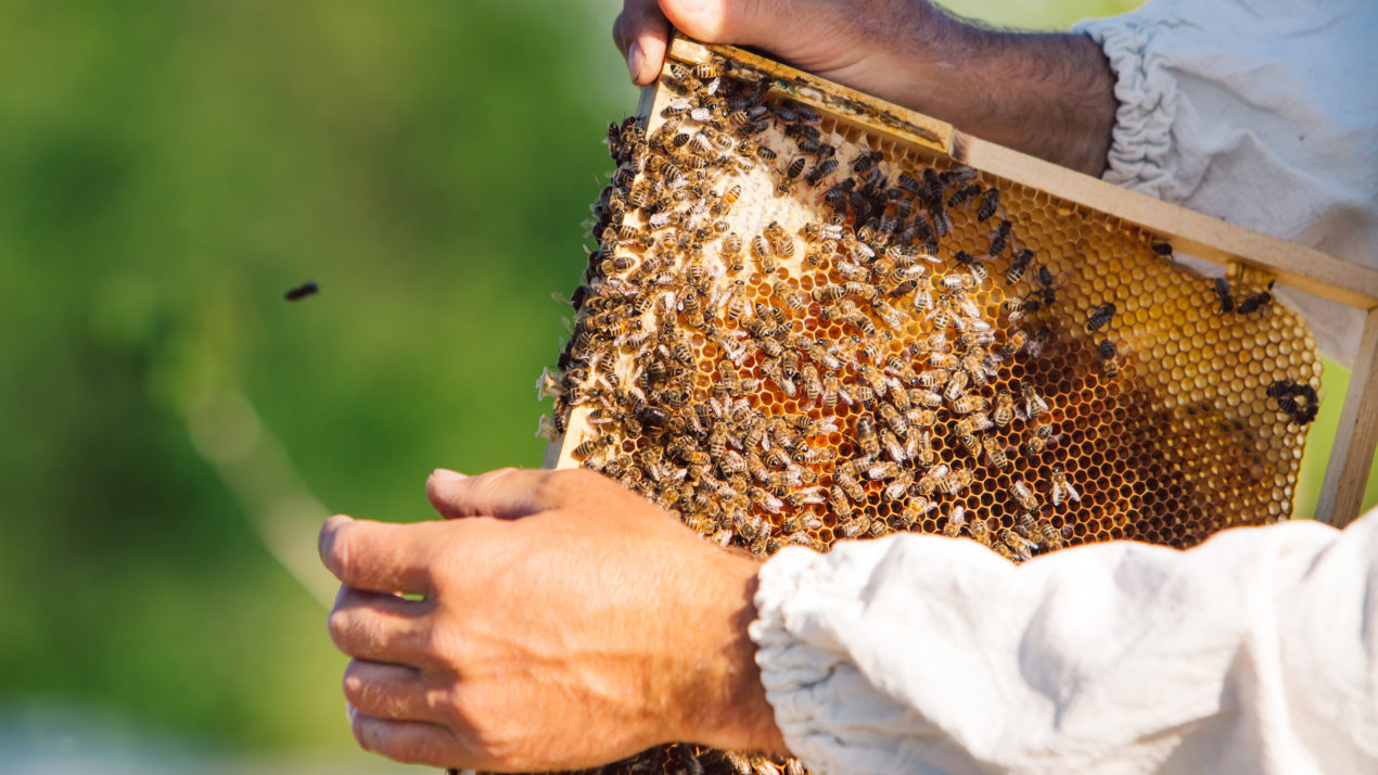 Wisconsin Has 16,000 Honey Bee Colonies