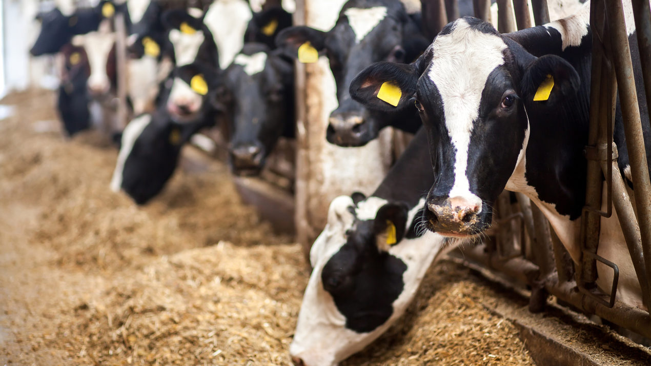 Watch Out for Heat Stress in Dairy Cattle