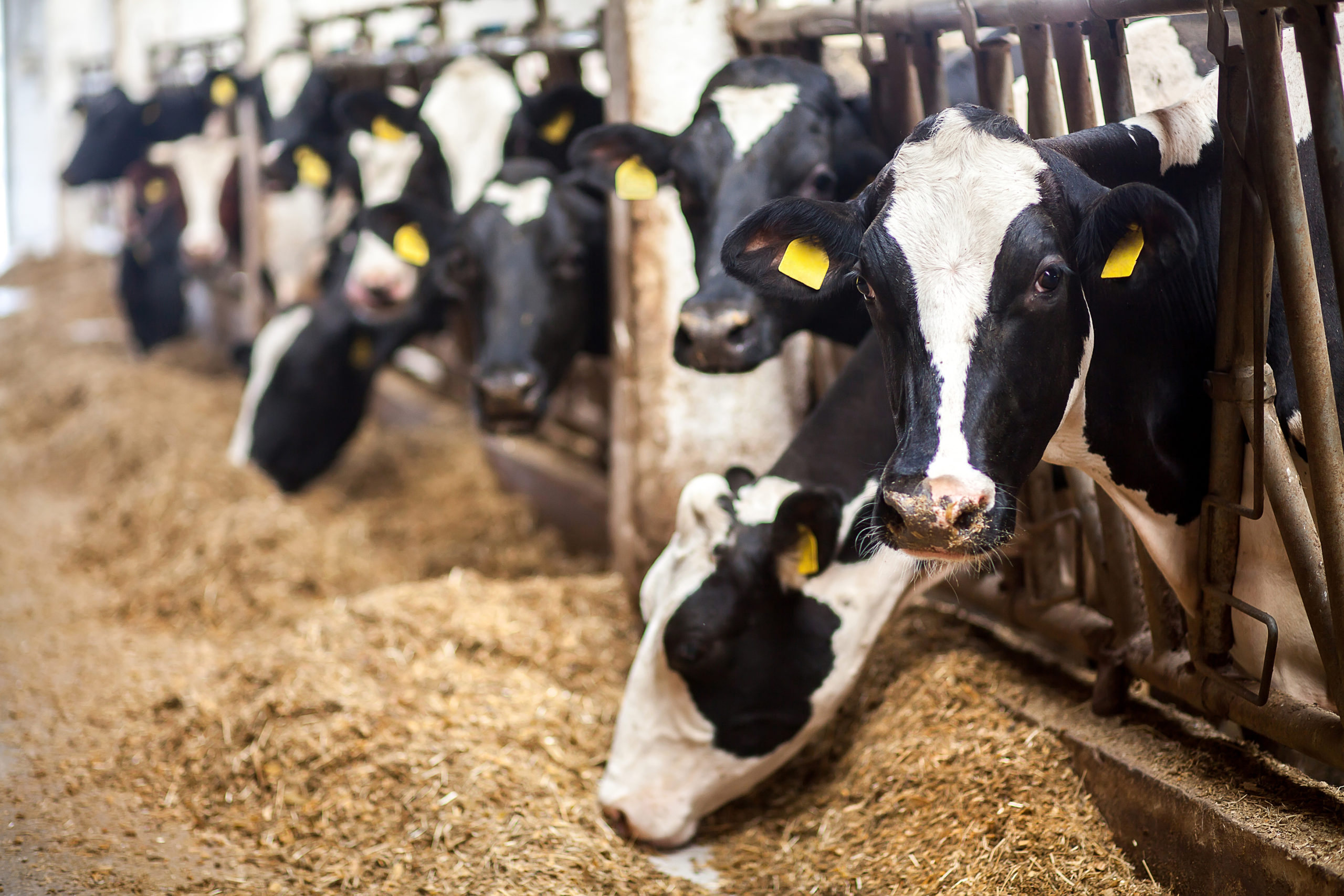 Watch Out for Heat Stress in Dairy Cattle MidWest Farm Report