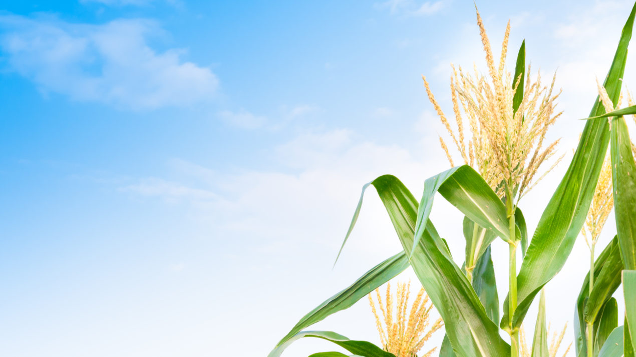 Corn Crop Continues to Click Along at Rapid Pace