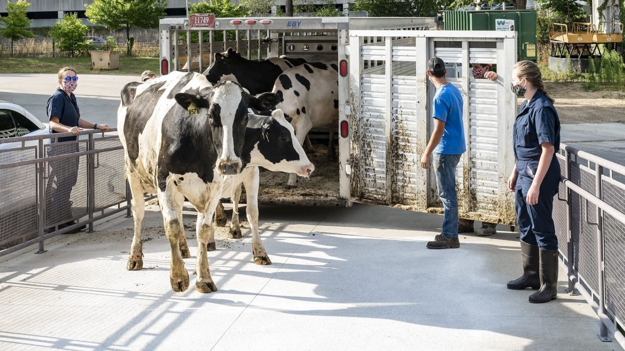 The Cows Come Home to UW–Madison’s Dairy Cattle Center