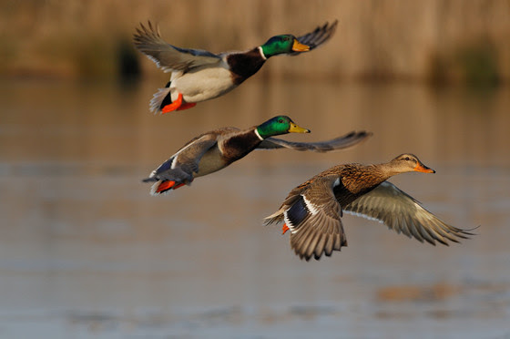 Fall Fowl Hunting Opens Sept. 26