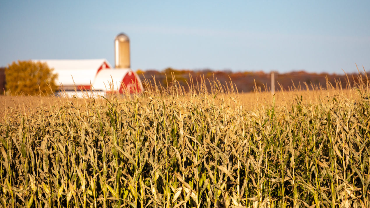 Crops Continue to Click as October Approaches