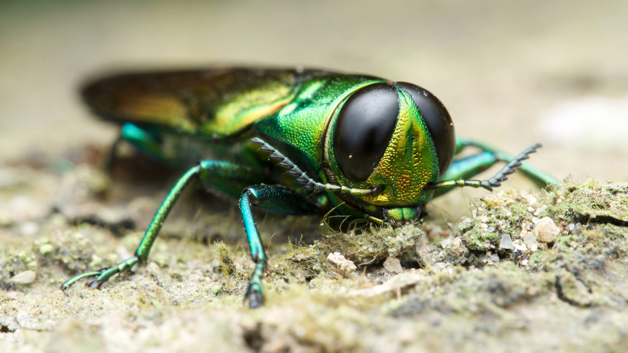 Emerald Ash Borer Detected in Price County