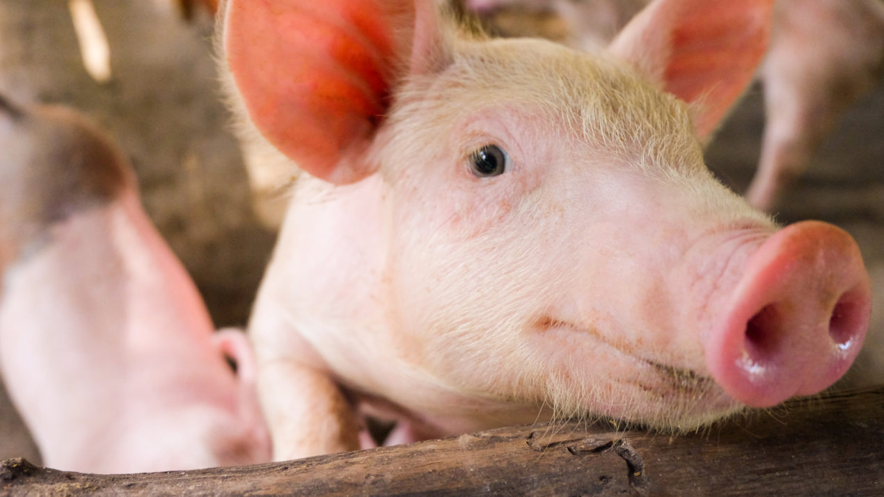 Highly Anticipated Hog Report Released, But Results Disappointing