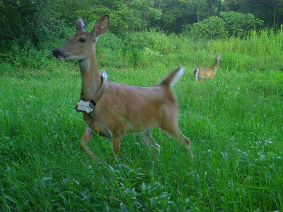 Collared Deer are Legal to Harvest During Fall Deer Seasons