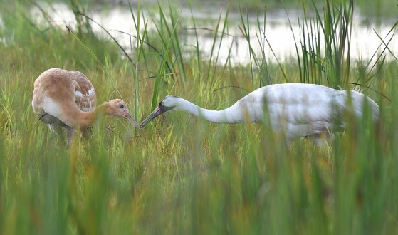 From Survivor To Mama: Crane Endured Harsh Wisconsin Winters To Hatch A Happy Milestone