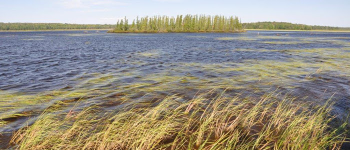 Wild Rice Harvest Looks Good