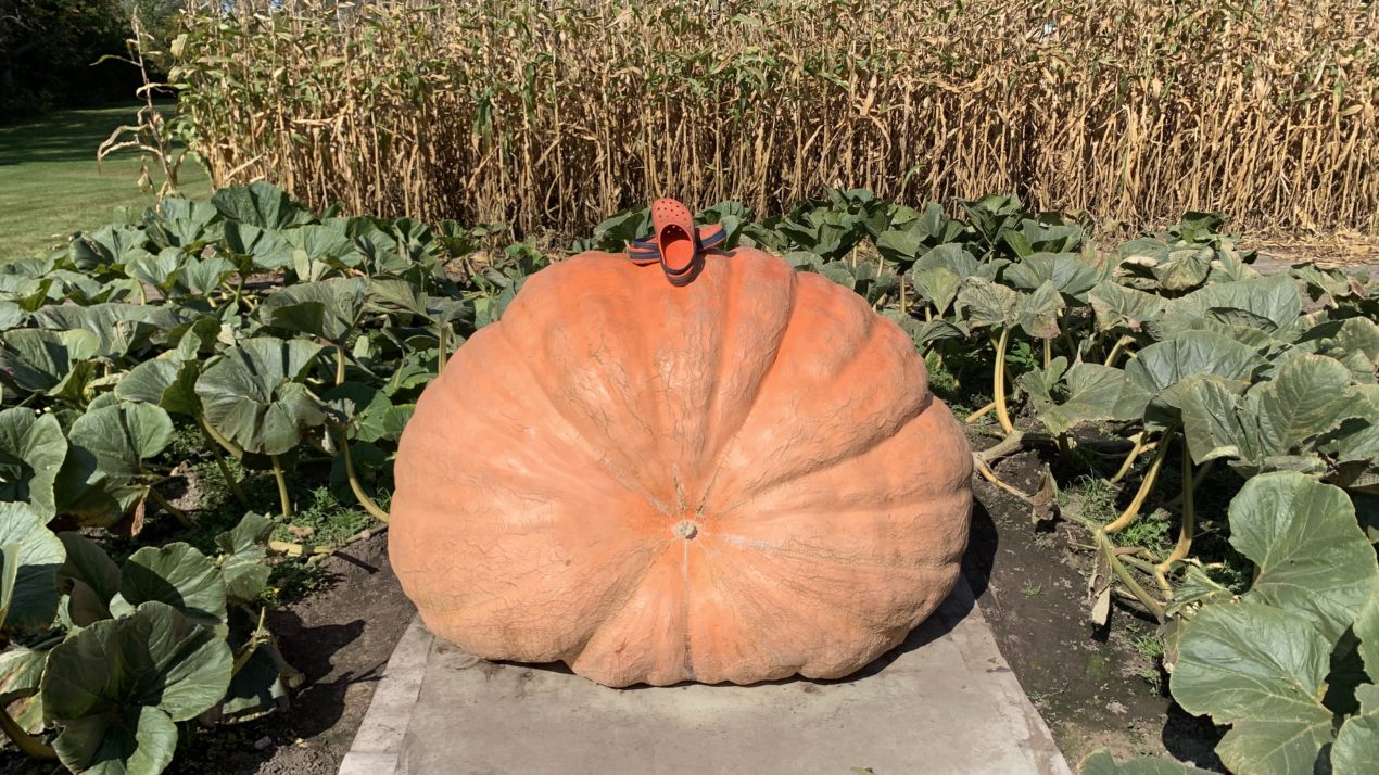 Kenosha County Man Grows 2,015 Lb. Pumpkin