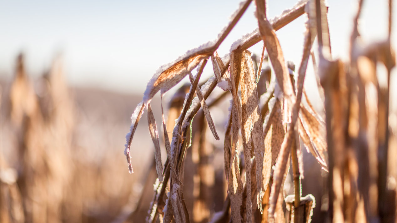 Corn and Bean Harvest Interrupted By Snow and Rain