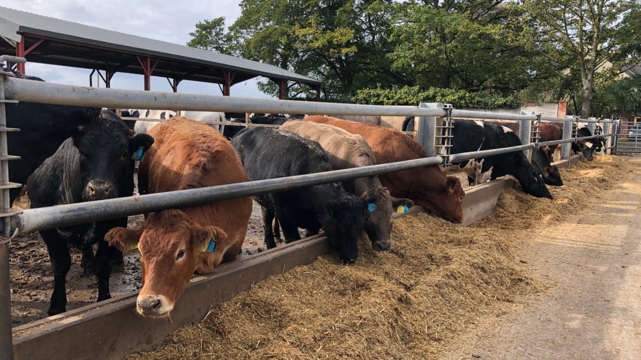 Cattle on Feed Numbers Less Friendly Than Expected
