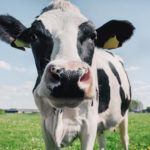 Dairy Business Association endorses candidates in western Wisconsin