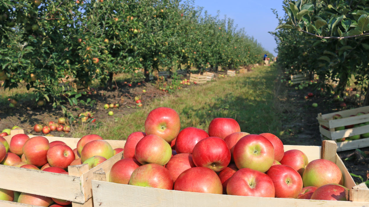 Virtual Apple Orchard Tour, Annual ‘Crunch’ Highlight Wisconsin Farm to School Efforts