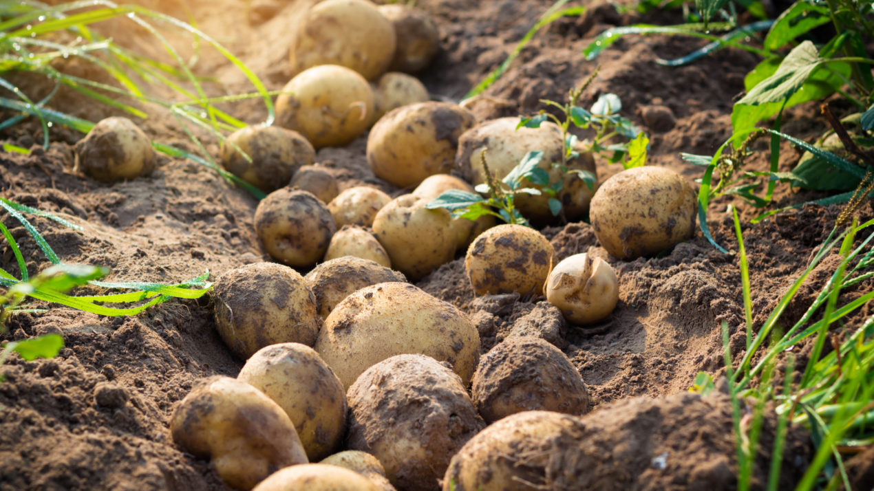 UW-Madison Leads Effort to Develop New Potato Varieties