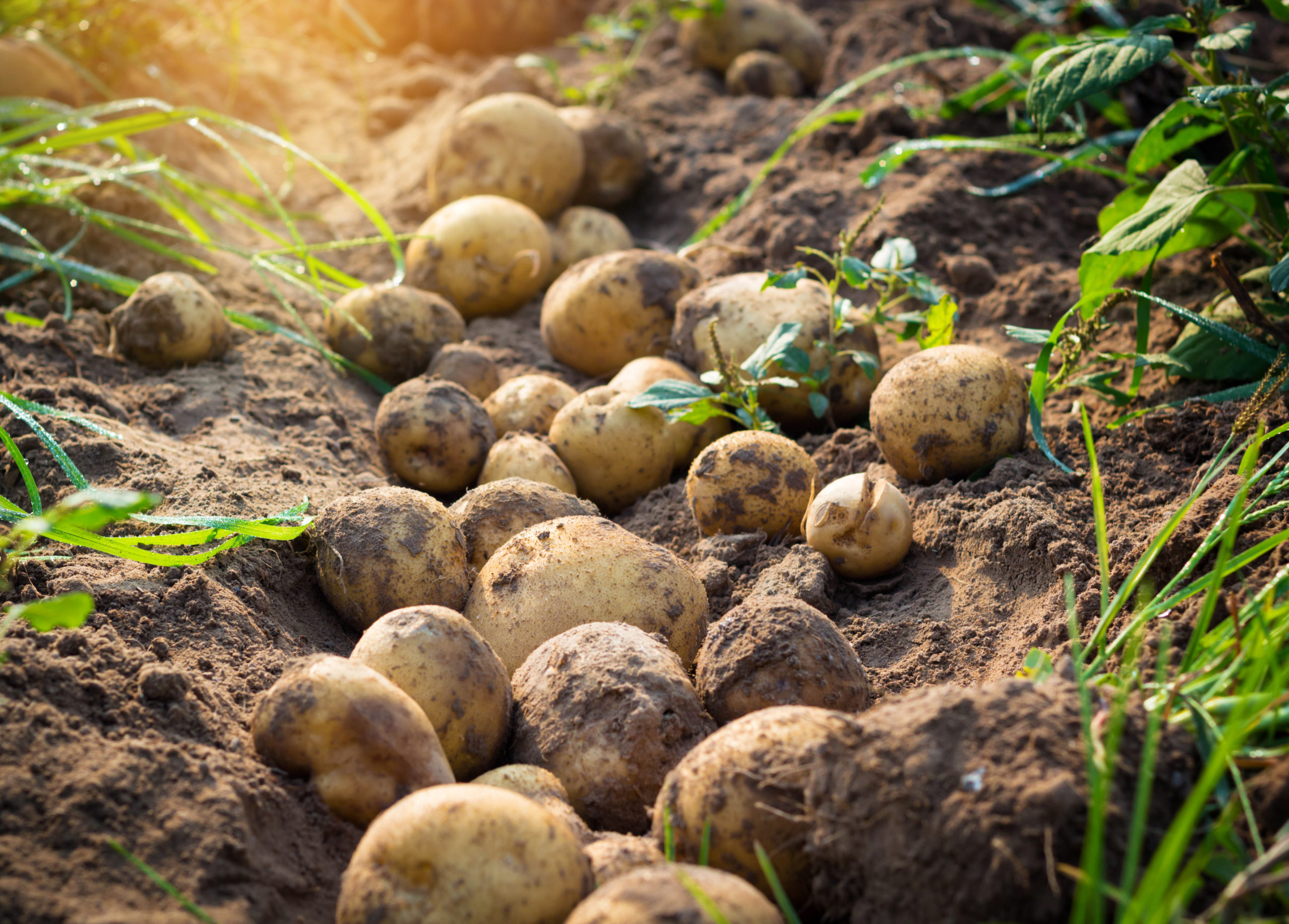 Первый урожай картофеля. Картофель. Картошка в огороде. Картофель на грядке. Поле картошки.