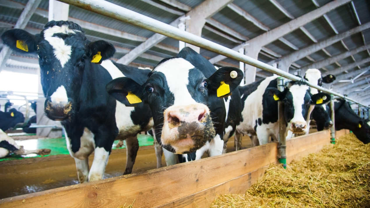 Wisconsin Dairy Farmer Votes Are Crucial to 2020 Election