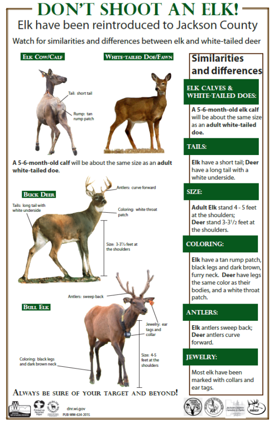 elk vs moose antlers