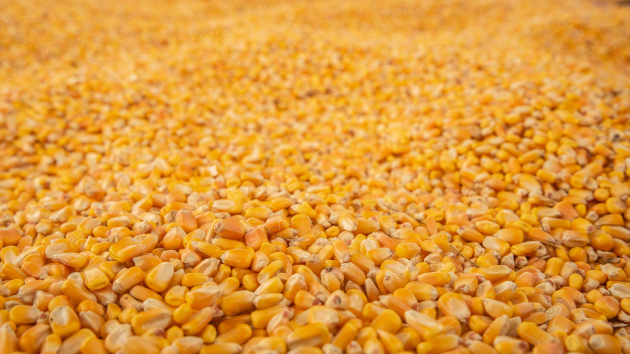 State’s Corn Forecast Exceeds 500 Million Bushels