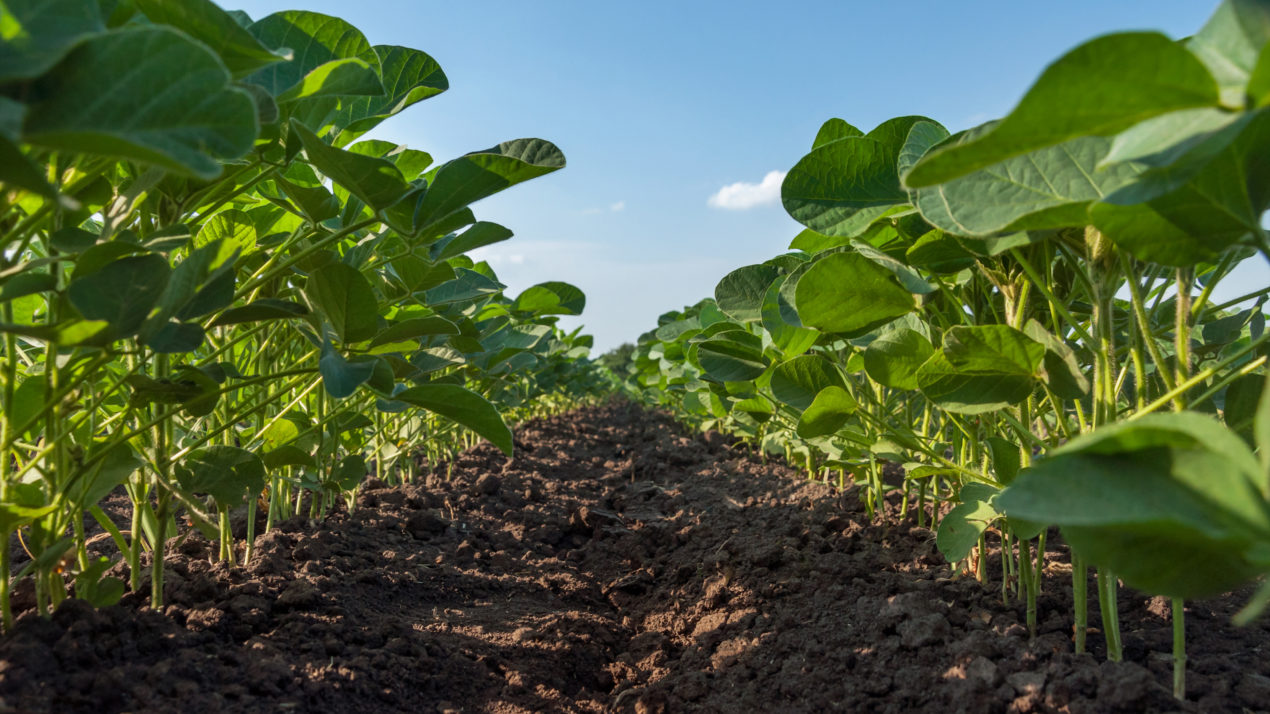 Dicamba to Remain Weed Control Option