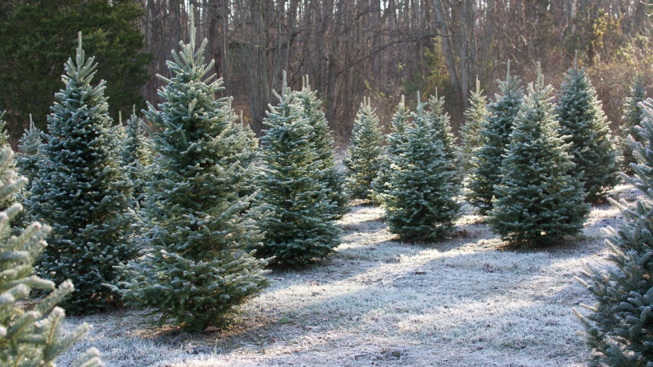Alice in Dairyland to Usher in Christmas Tree Season With Virtual Tree-Cutting Nov. 18