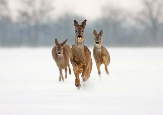 Help Shape Deer Season For Your Community