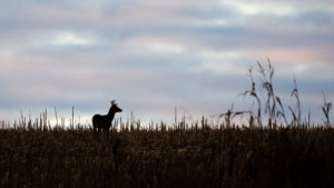 What to know before processing that deer at home