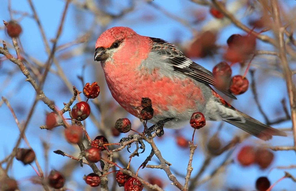 Winter Brings Plenty of Boreal Birds to Wisconsin MidWest Farm Report
