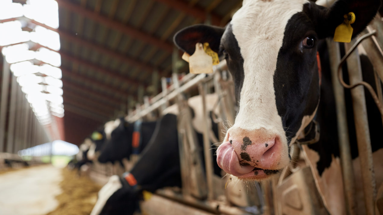 Milk Price Clocks in at $21.50