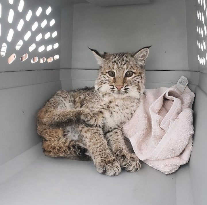 Coyote hunters help save injured bobcat in Jackson County