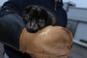 Mink producers could be included in Wisconsin’s next round of COVID-19 vaccines