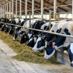 Get Your Silage & Forage Updates