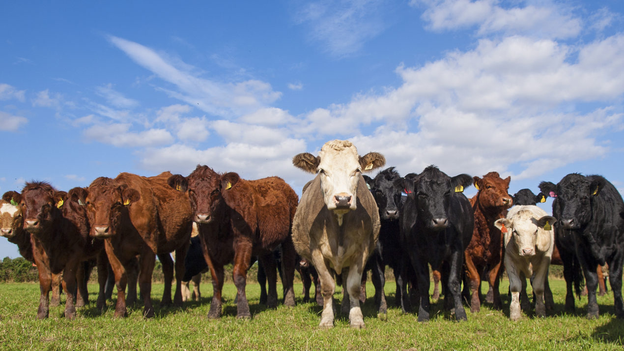 November Beef Exports Largest in More than a Year; 2020 Pork Exports Top Previous Annual Record