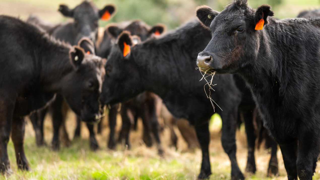 Cash cattle, live cattle futures trend higher in recent weeks
