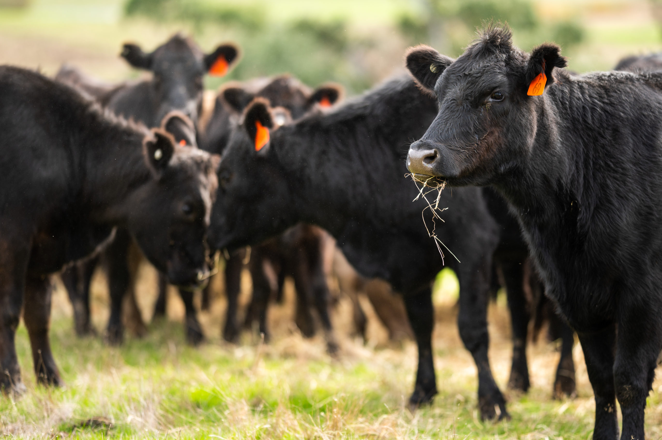 Pricing Forecaster Predicts 2021 Profits for Livestock Producers The Farm