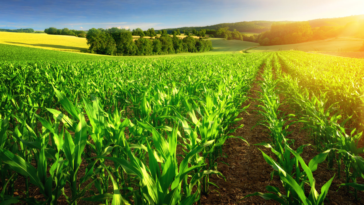 New guide sheds light on organic crop insurance options