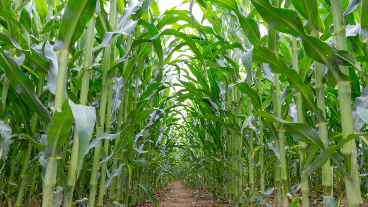 Crop Conditions Get Better