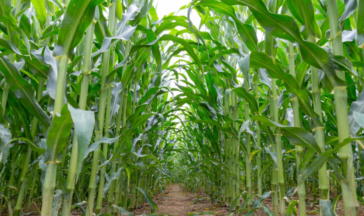USDA Says Most Wisconsin Crops Doing Well Despite Lack Of Rain