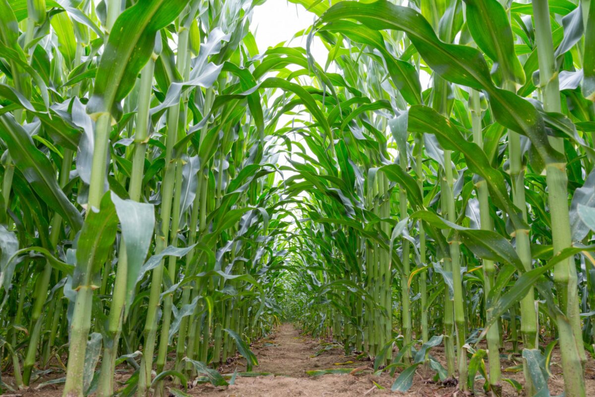 Usda Report USDA Says Most Wisconsin Crops Doing Well Despite Lack Of Rain - Mid ...
