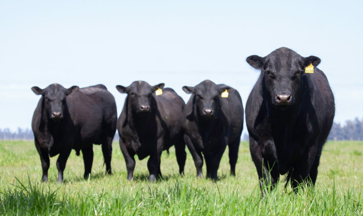 Labor Strikes and Lower Production Driving Beef Prices