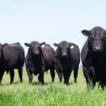 Falling Cattle Prices Raise Eyebrows