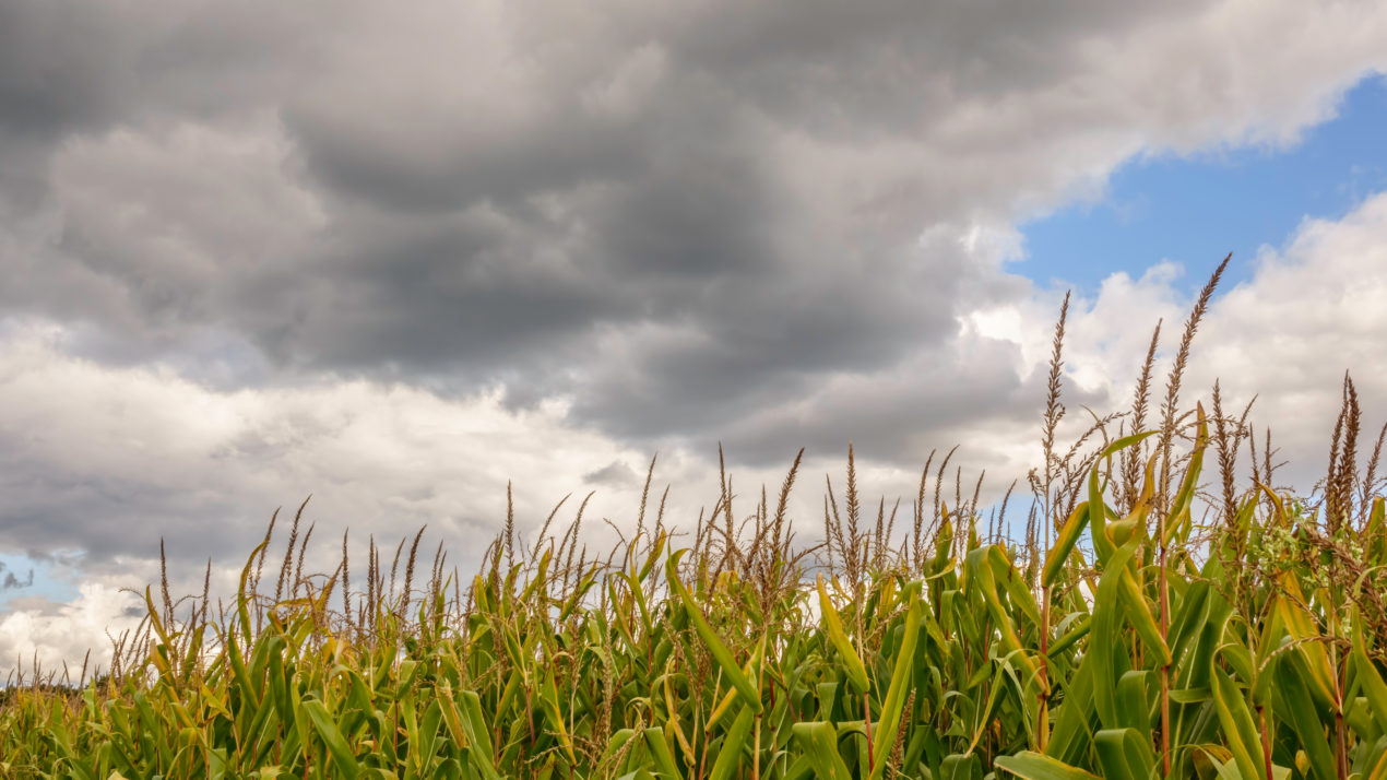 Rain Boosted Crop Conditions